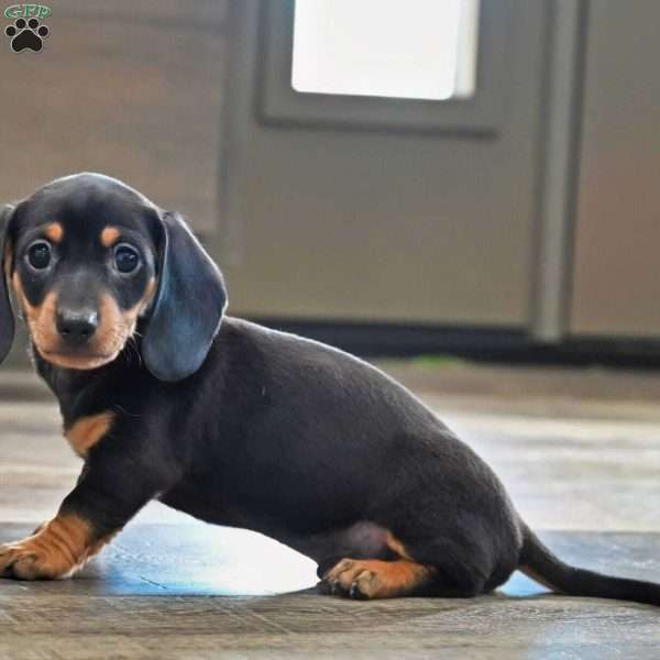 Buddy, Dachshund Puppy